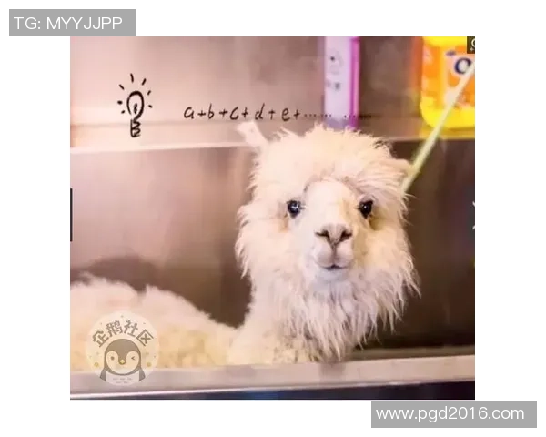 羊驼足球热潮席卷全球小动物如何成为运动新星的传奇故事 羊驼足球热潮席卷全球小动物如何成为运动新星的传奇故事